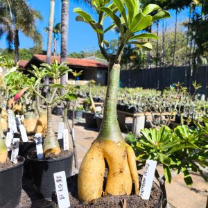 2507 18 Rosa do Deserto Chibi Maruko