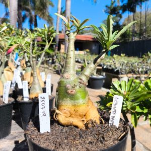 2507 19 Rosa do Deserto Ultimate yellow