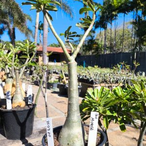 2507 20 Rosa do Deserto Mimosa