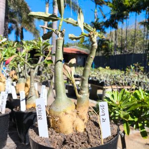 2507 21 Rosa do Deserto Oliver