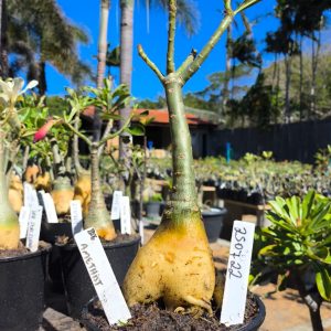 2507 22 Rosa do Deserto Amethist