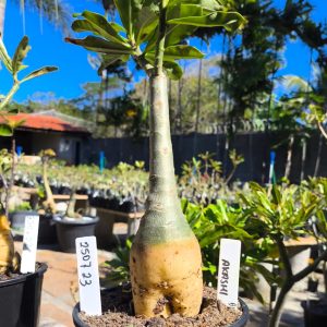 2507 23 Rosa do Deserto Akachi