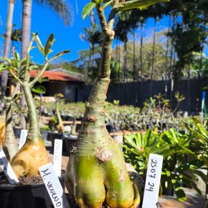 2507 24 Rosa do Deserto Menina Veneno