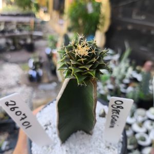 2607 01 Cacto Obregonia Denegrii