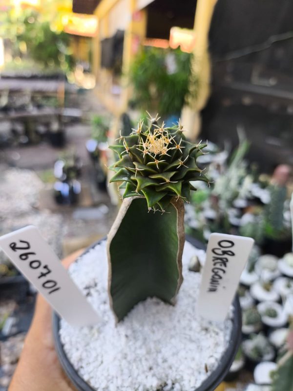 2607 01 Cacto Obregonia Denegrii
