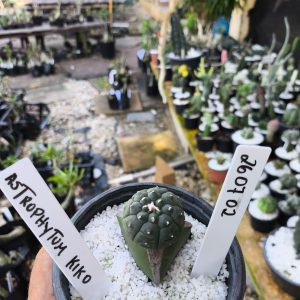2607 02 Cacto Astrophytum Kiko