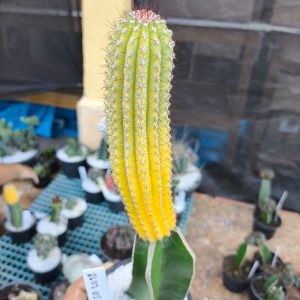 2607 05 Cacto Cipocereus Bradei Variegata