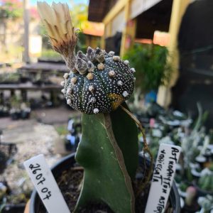 2607 07 Cacto Astrophytum Variegata