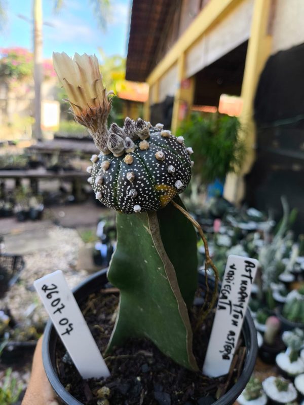 2607 07 Cacto Astrophytum Variegata
