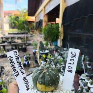 2607 08 Cacto Astrophytum Variegata
