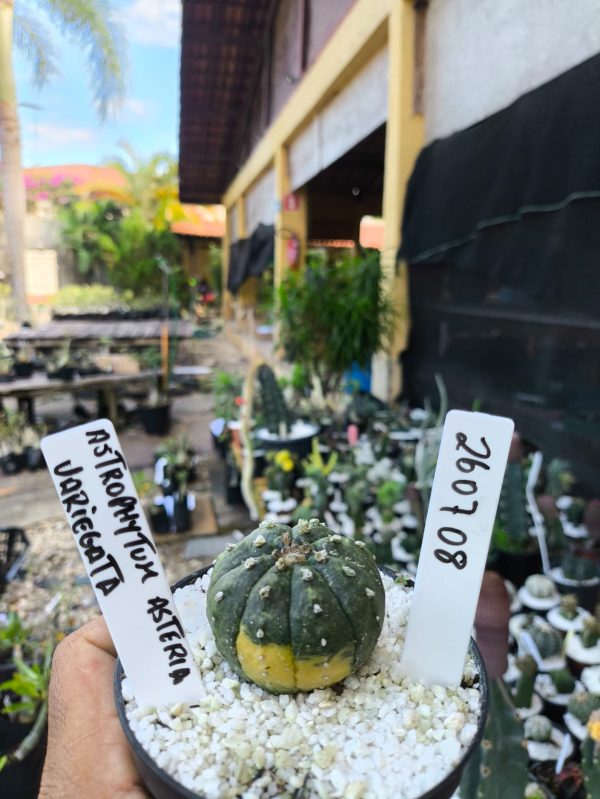 2607 08 Cacto Astrophytum Variegata