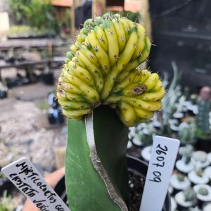 2607 09 Cacto Cereus Pachanoi Variegatus