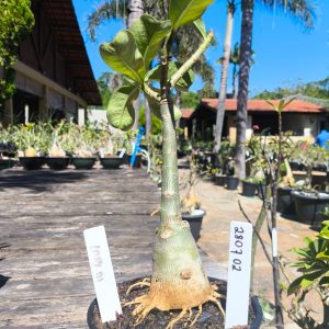 2807 02 Rosa do Deserto Lady Di - Caudex Aranha