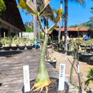 2807 03 Rosa do Deserto Infinit - Caudex Aranha