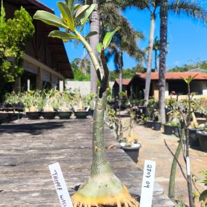 2807 04 Rosa do Deserto Triple Wish III - Caudex Aranha