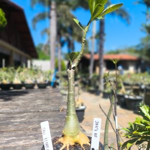 2807 05 Rosa do Deserto Céu Estrelado - Caudex Aranha