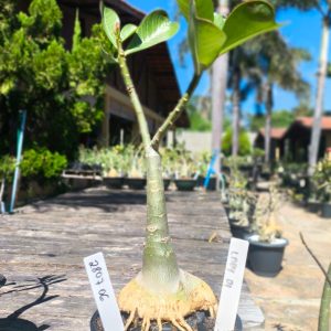 2807 06 Rosa do Deserto Lady Di - Caudex Aranha