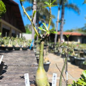 2807 07 Rosa do Deserto Rei Davi