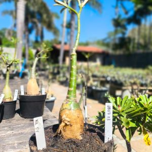 2807 13 Rosa do Deserto KR 54