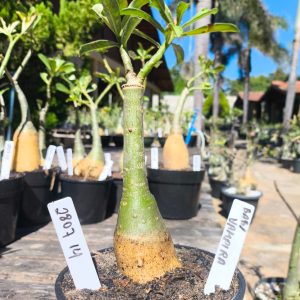 2807 14 Rosa do Deserto Vampira