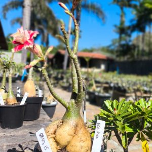 2807 15 Rosa do Deserto Egg Roll