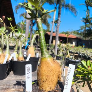 2807 16 Rosa do Deserto Chocolate II