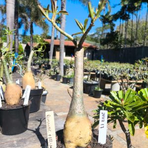 2807 17 Rosa do Deserto Romantic Feelings