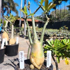 2807 18 Rosa do Deserto Crepusculo