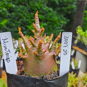 3007 20 Arabicum Minotauro 12 meses