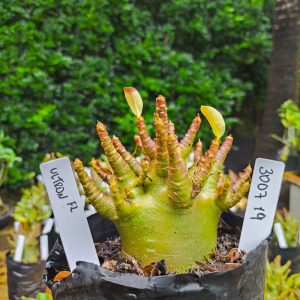 3007 19 Arabicum Ulton 12 meses