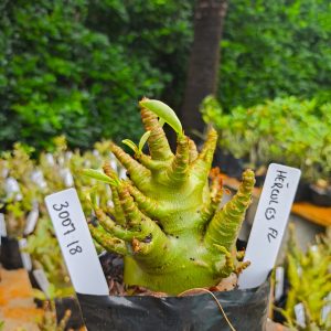 3007 18 Arabicum Hércules 12 meses