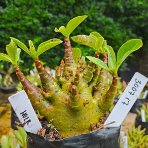 3007 17 Arabicum Hulk 12 meses