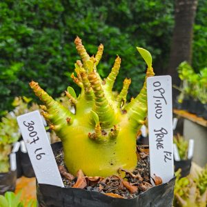 3007 16 Arabicum Optimus Prime 12 meses