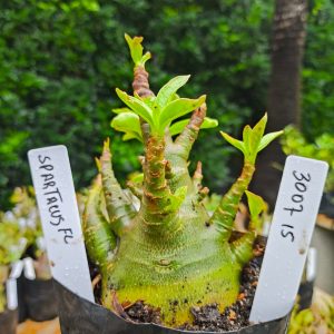 3007 15 Arabicum Spartacus 12 meses