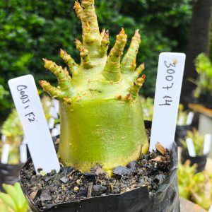 3007 14 Arabicum Godji 12 meses