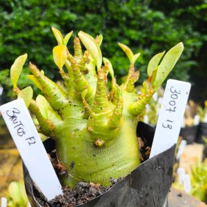 3007 13 Arabicum Brutus 12 meses