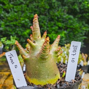 3007 10 Arabicum Tanus 12 meses