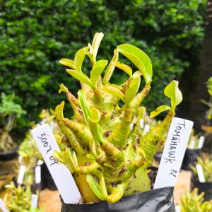 3007 09 Arabicum Tomahawk 12 meses