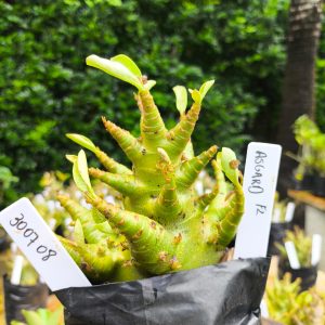 3007 08 Arabicum Asgard 12 meses