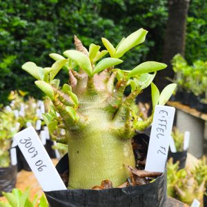 3007 06 Arabicum Eifeel 12 meses