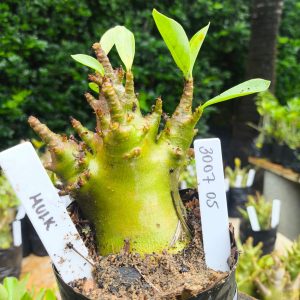 3007 05 Arabicum Hulk 12 meses