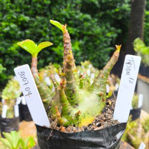 3007 04 Arabicum Tyson 12 meses