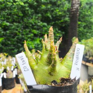 3007 02 Arabicum Catterpillar 12 meses