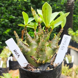 3007 01 Arabicum Hulk 12 meses