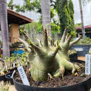 3007 60 Arabicum Hulk x King Kong - Adulta