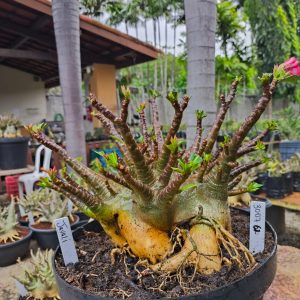 3007 62 Arabicum Javali - Adulta