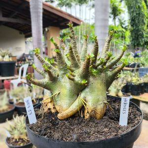3007 57 Arabicum Hércules - Adulta