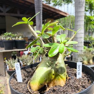 3007 56 Arabicum Turtle - Adulta