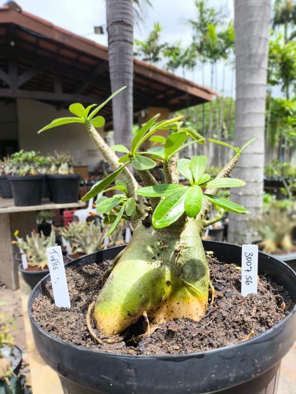 3007 56 Arabicum Turtle - Adulta