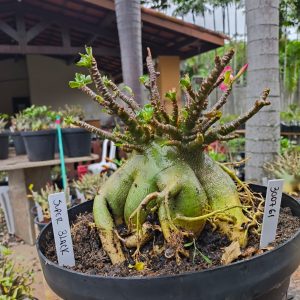 3007 61 Arabicum Super Black - Adulta